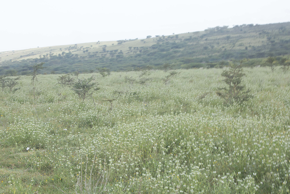 Hivi Ndivyo Serikali Inaweza Kulishughulikia Suala la Ngorongoro