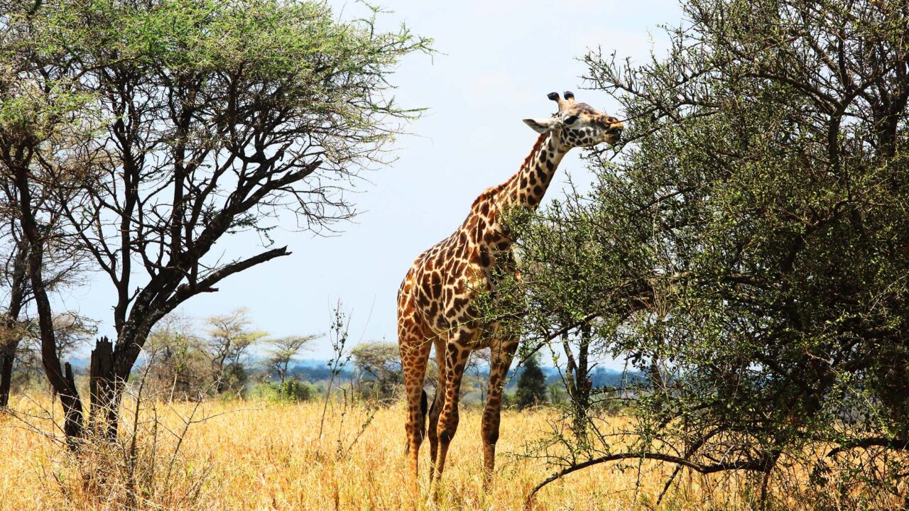 Conservation: This is How humans, wild animals can coexist in Tanzania