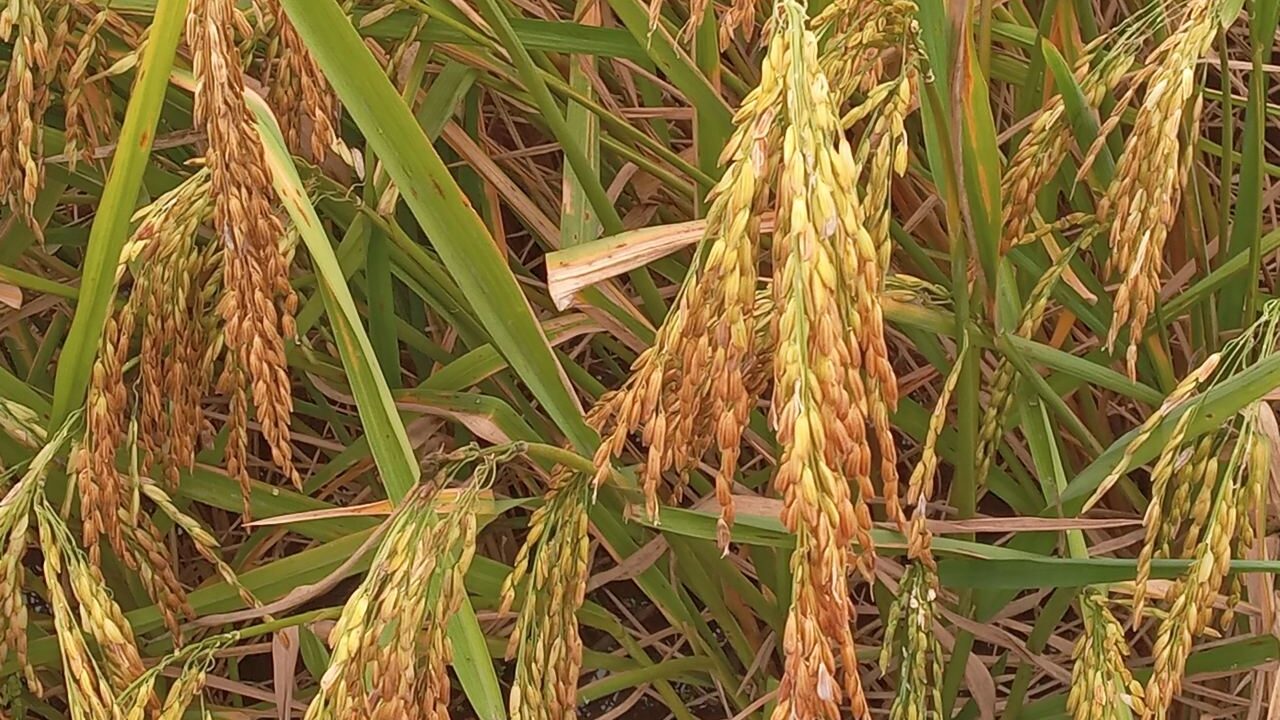 TARI Dakawa Hatches Robust Project to Purify, Acknowledge Landrace Rice Seeds