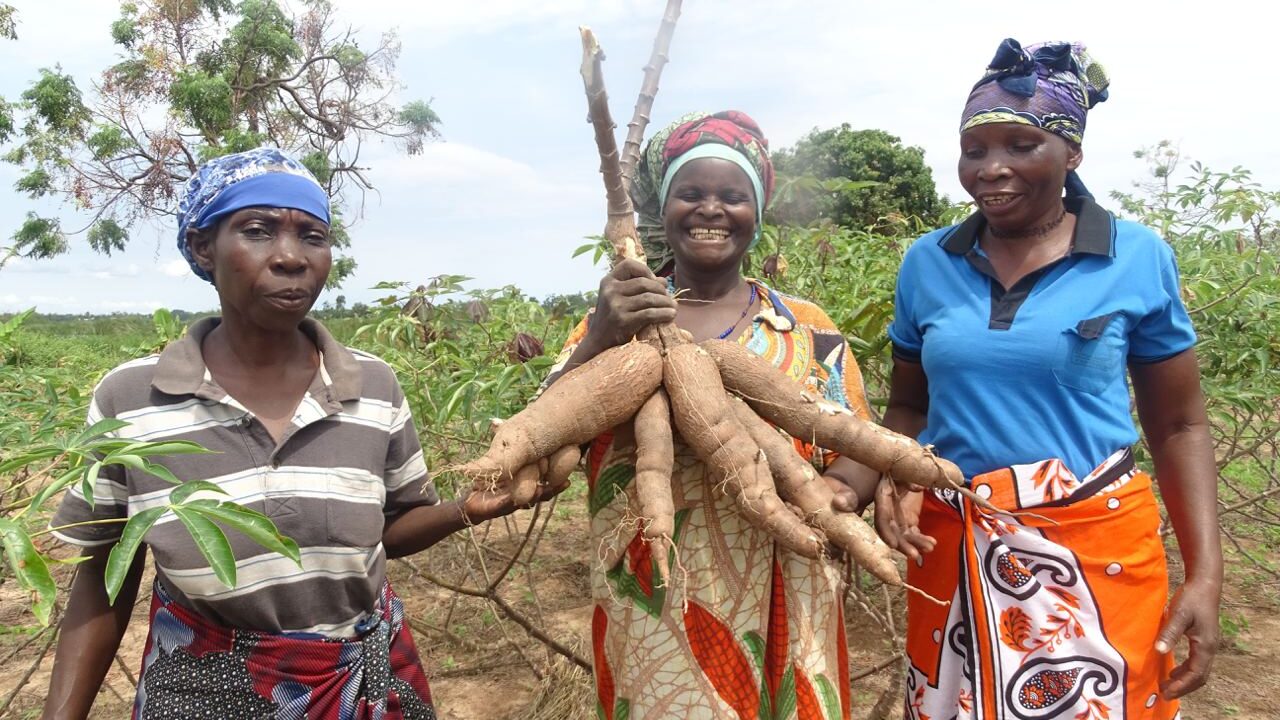 TARI Introduces High-yielding Cassava Seeds to Boost Productivity