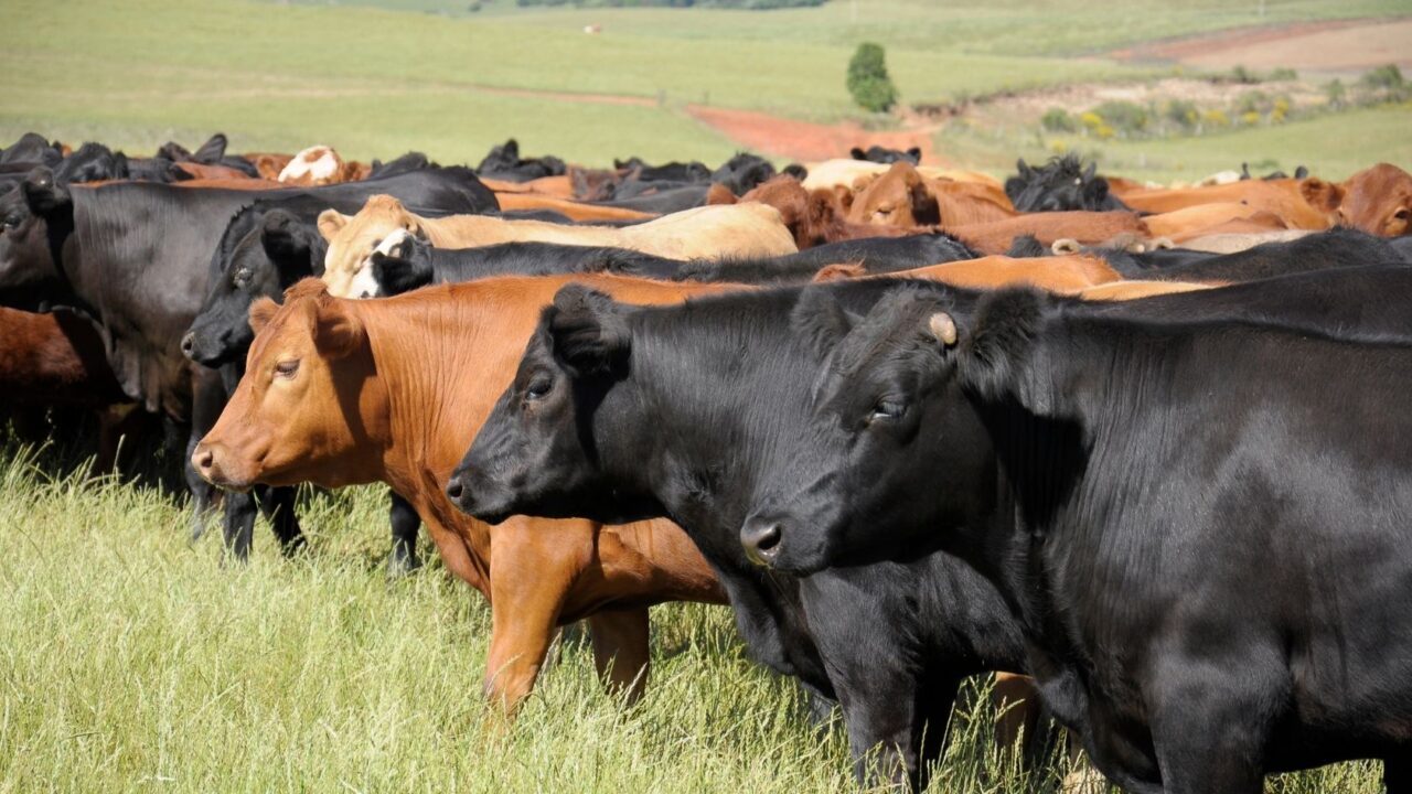 Tanzania to Introduce Weight-based Beef Cattle Selling System